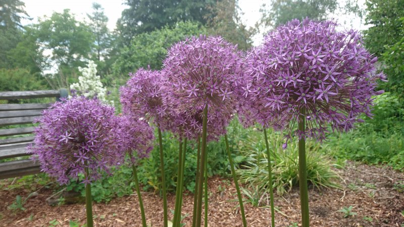 Allium 'Globemaster' Лук