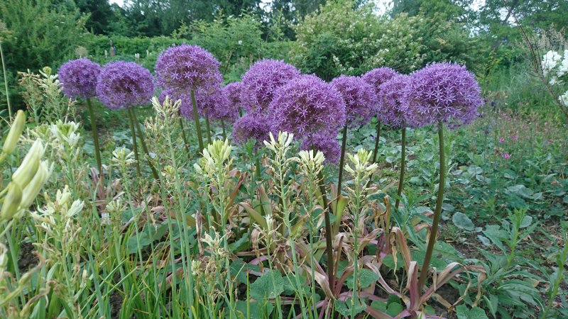 Allium 'Globemaster' Лук