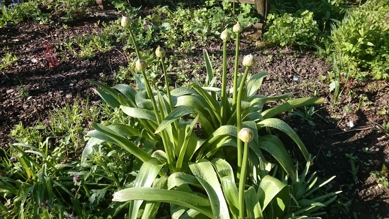 Allium 'Globemaster'  Lauk