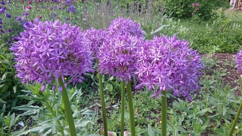 Allium 'Globemaster' Лук