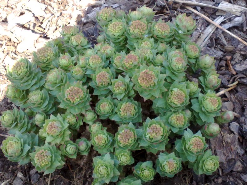 Rhodiola rosea Родиола розовая