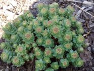 Rhodiola rosea Roosilõhnaline kuldjuur