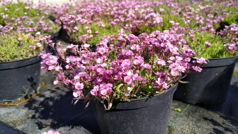 Gypsophila repens 'Knuddel'