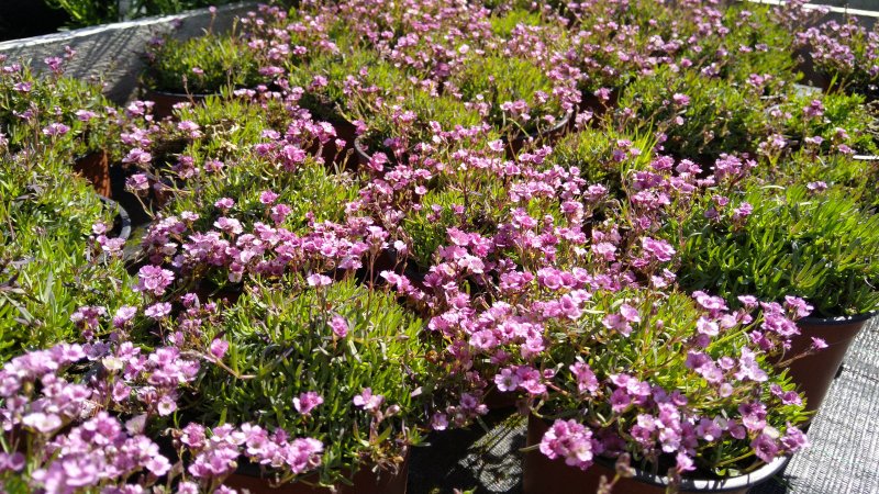Gypsophila repens 'Knuddel'