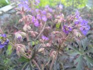 Geranium pratense 'Storm Cloud' Aas-kurereha