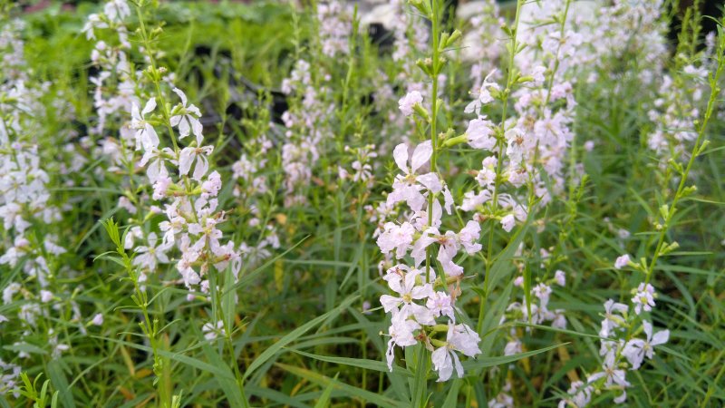 Lythrum virgatum 'White Swirl'