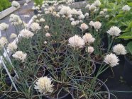 Allium schoenoprasum 'Elbe' Murulauk