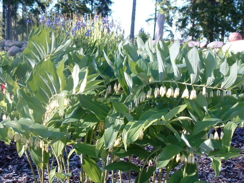 Polygonatum x hybridum Купена многоцветковая