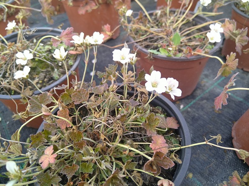 Geranium 'Rothbury Red' Герань