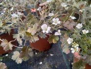 Geranium cinereum 'Rothbury Red' Hall kurereha