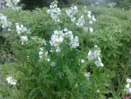 Polemonium caeruleum  L. f. alba Синюха голубая