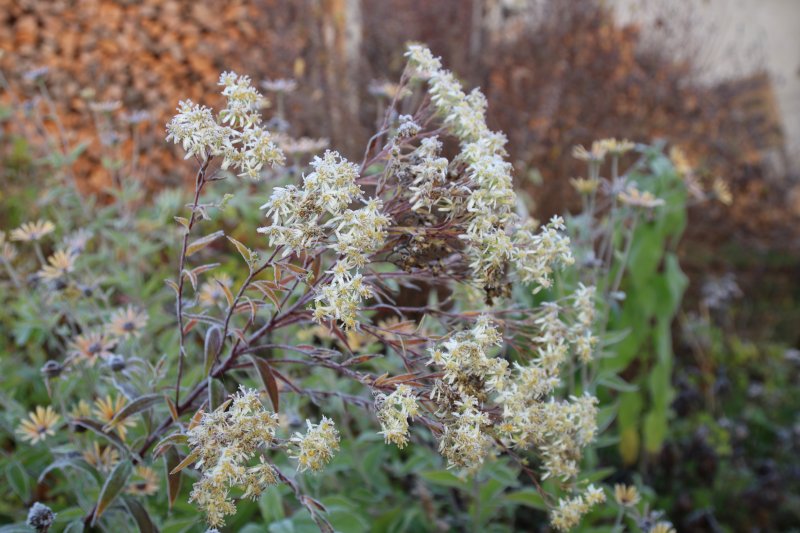 Doellingeria umbellata (Aster umbellatus) 'Weisser Schirm'  Sarik-sirmaster