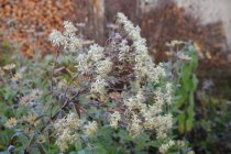 Doellingeria umbellata (Aster umbellatus) 'Weisser Schirm'