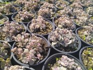 Sedum x hybridum 'Sunsparkler Blue Elf' Kukehari