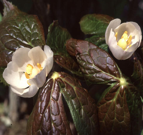 Podophyllum hexandrum Himalajanjalkalehti