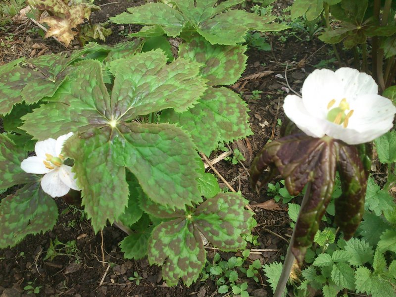 Podophyllum hexandrum Himalajanjalkalehti