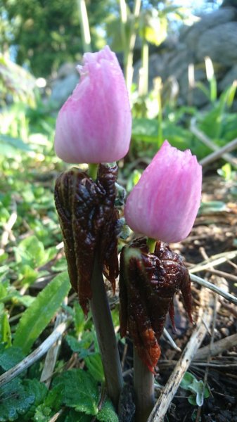 Podophyllum hexandrum Himalayan mayapple