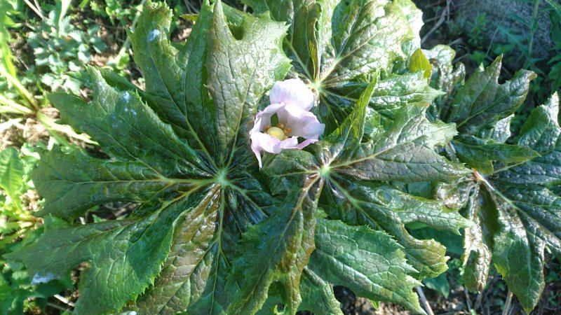 Podophyllum hexandrum Подофилл шеститычинковый