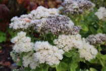 Sedum spectabile 'Stardust'