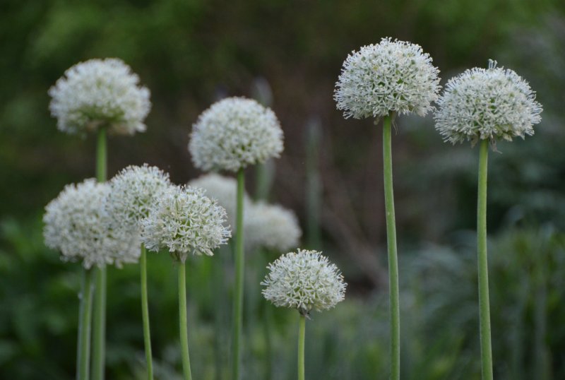 Allium stipitatum 'Mount Everest' Лук стебе́льчатый