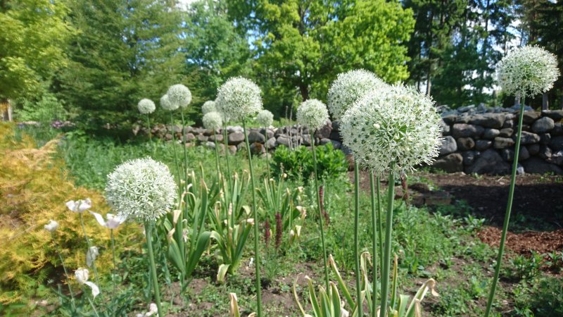 Allium stipitatum 'Mount Everest' Varrekas lauk TAIMENA