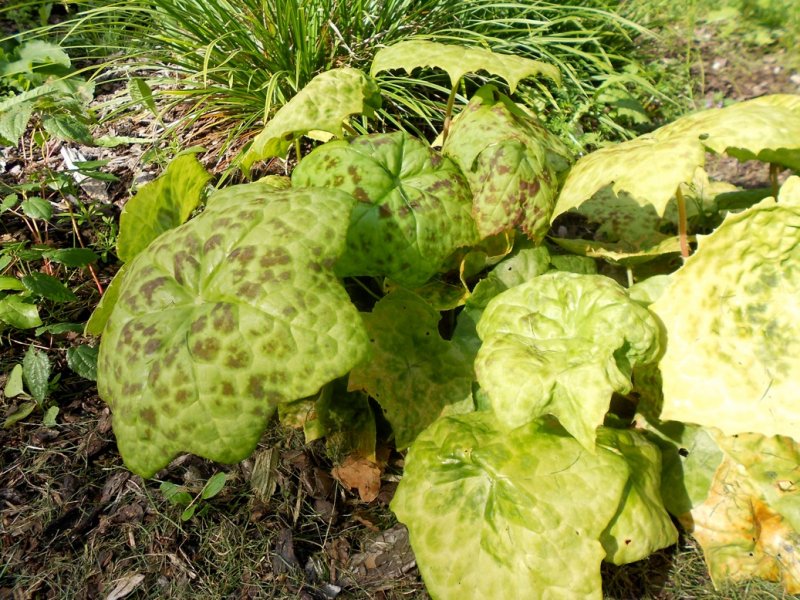 Podophyllum 'Spotty Dotty' Jalkalehti