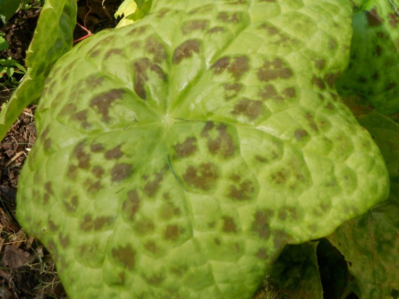 Podophyllum 'Spotty Dotty' Jalkalehti