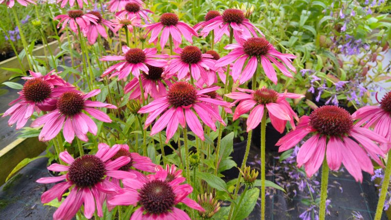 Echinacea 'Margenta Pearl'