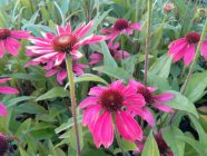 Echinacea 'Margenta Pearl' siilkübar
