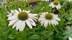 Echinacea 'White Pearl' Siilkübar
