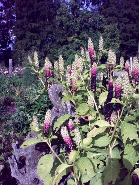 Phytolacca acinosa Idänkermesmarja 