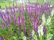 Salvia nemorosa 'Lyrical Rose' Mets-salvei