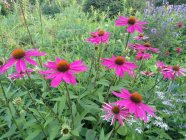 Echinacea purpurea 'Fatal Attraction' Purpur-siilkübar