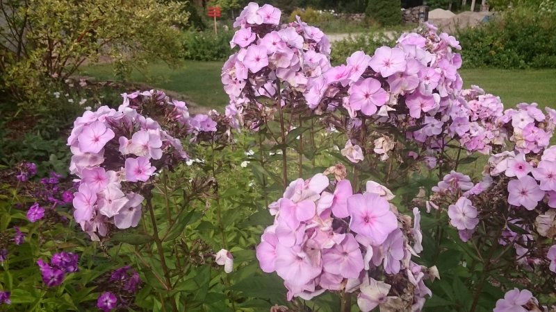 Phlox paniculata 'Adessa Special Pink' Aed-leeklill