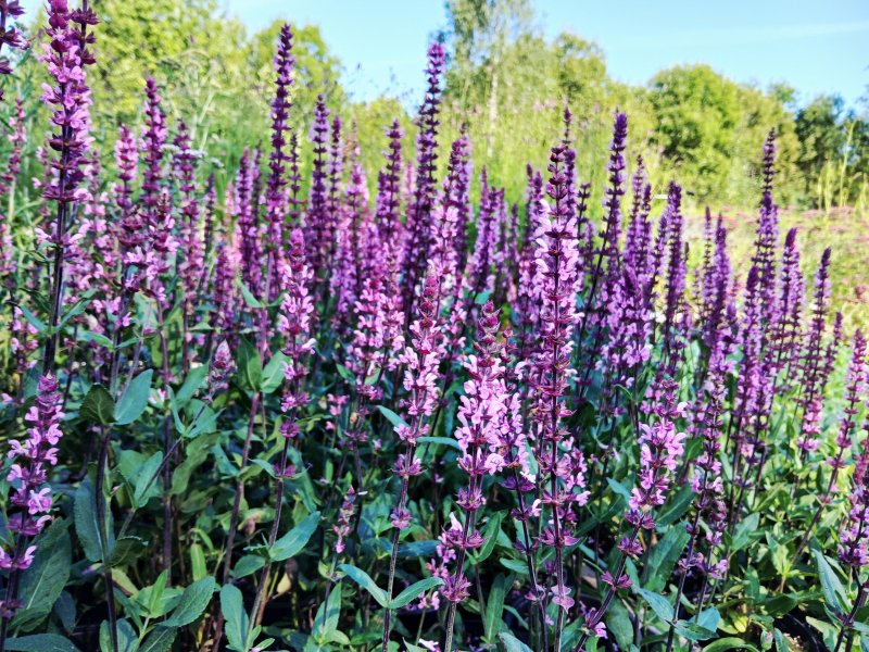 Salvia nemorosa 'Caradonna Pink' Metssalvei