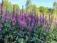 Salvia nemorosa 'Caradonna Pink' Metssalvei