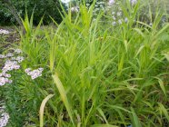 Phalaris arundinacea 'Arctic Sun'