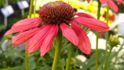 Echinacea 'Red Pearl' Siilkübar