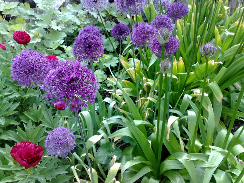 Allium hollandicum 'Purple Sensation' Hollandi lauk