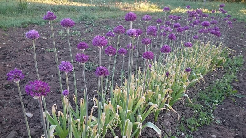 Allium hollandicum 'Purple Sensation' Hollandi lauk TAIMENA