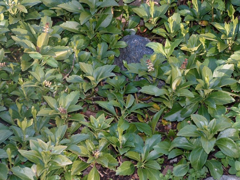 Pachysandra terminalis Varjoyrtti