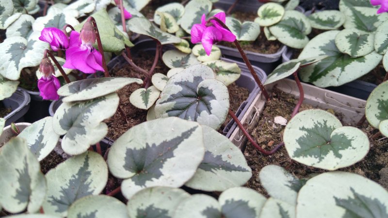 Cyclamen coum 'Pewter Leaf'
