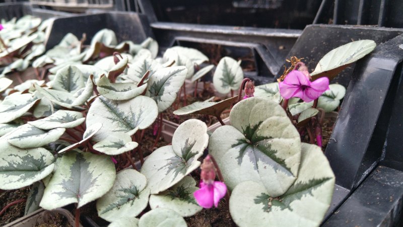 Cyclamen coum 'Pewter Leaf'