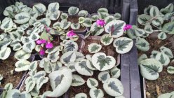 Cyclamen coum 'Pewter Leaf' Ümaralehine alpikann