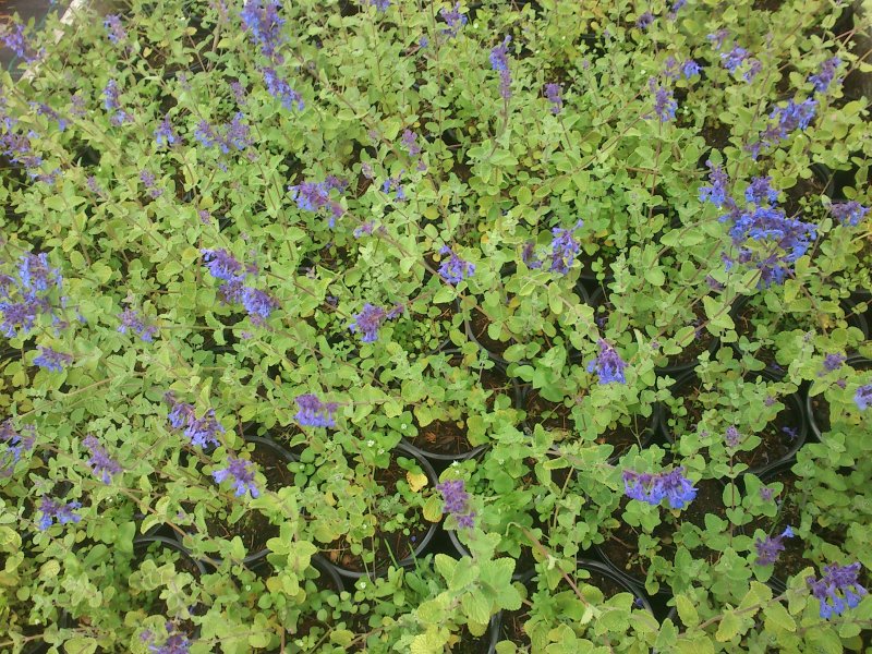 Nepeta ×faassenii Котовник Фассена