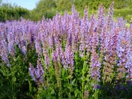 Salvia nemorosa 'Blauhügel' Metssalvei