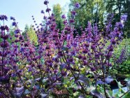Salvia verticillata 'Smouldering Torches' Männassalvei
