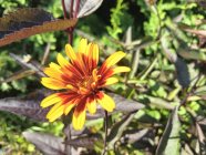 Heliopsis helianthoides var scabra 'Burning Hearts' Kare päikesesilm