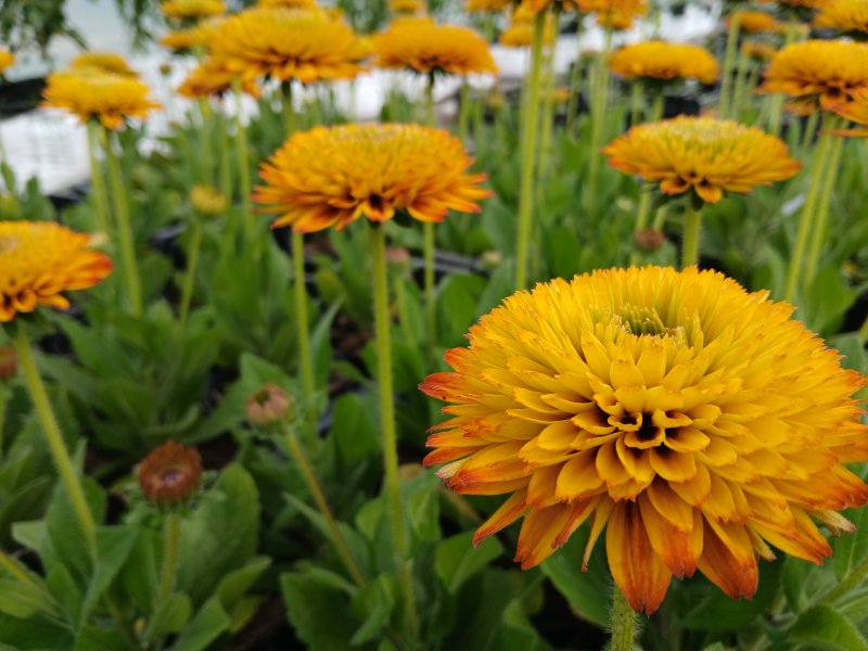 Rudbeckia hirta 'Fireball'