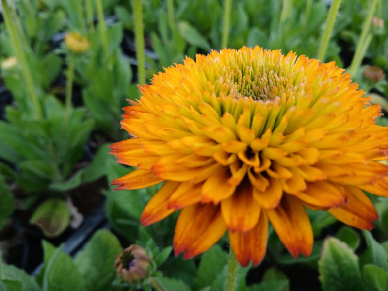 Rudbeckia hirta 'Fireball'